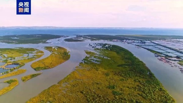 九游体育娱乐网红树林总面积1.06万公顷、位居寰宇第二-九游体育 手机娱乐最全平台 登录入口